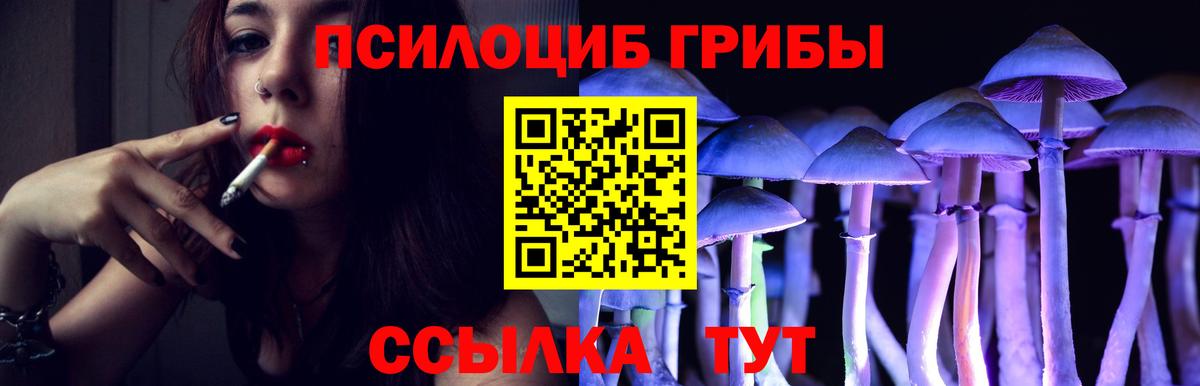 Псилоцибиновые грибы Psilocybine cubensis Кореновск